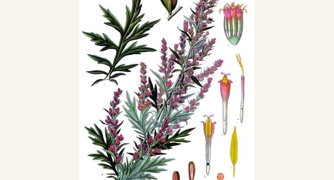 Herbs & healing of the Vikings