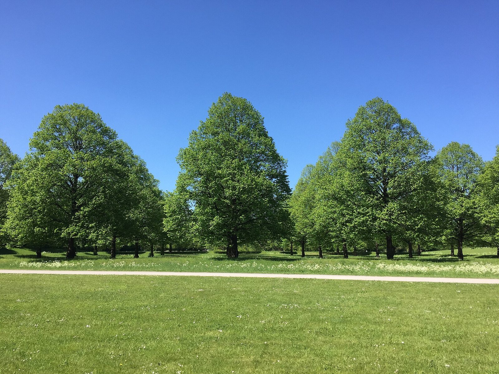 Der Nemeton: Wo der Wald zum Tempel wird