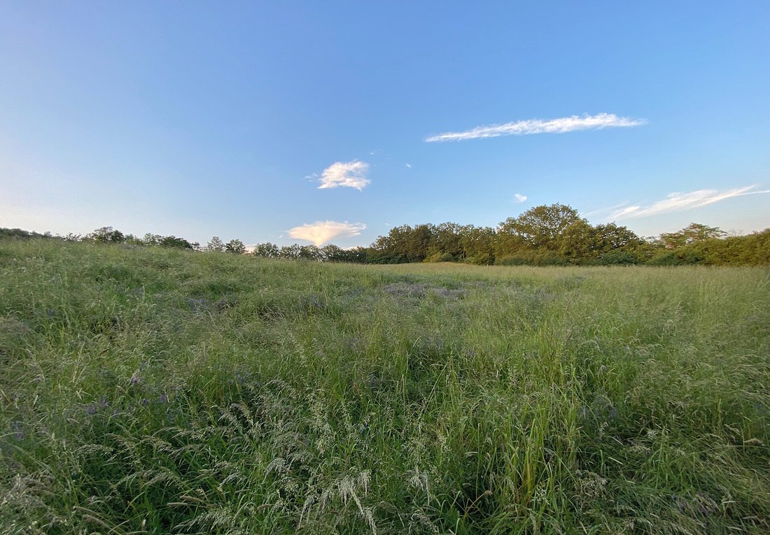 Wiese im Innenraum der Heidenschanze in Dresden-Coschütz unter weitem Himmel