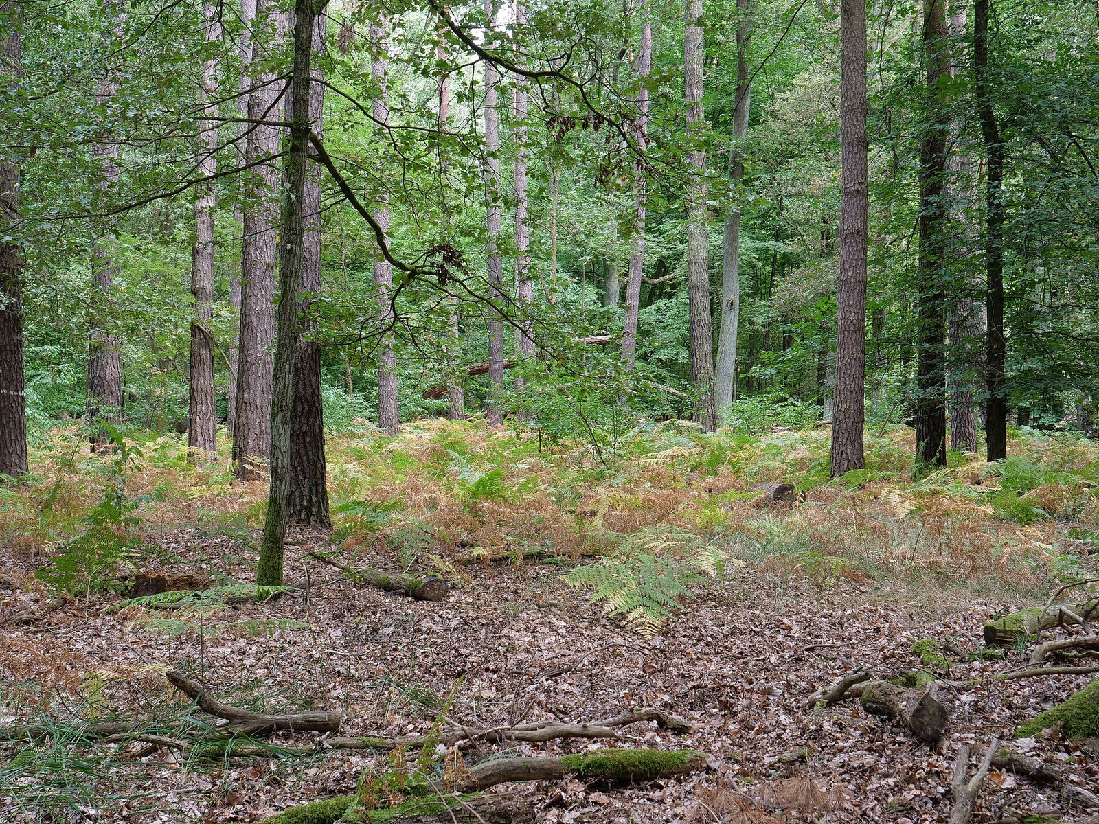 A dark, ancient grove in the mist
