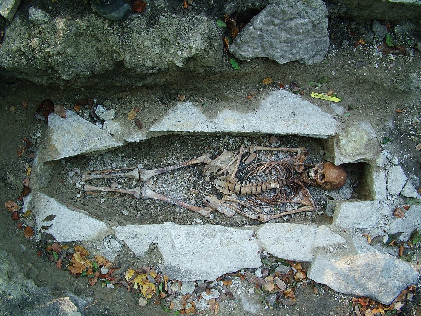 Bin ich ein Nachfahre der Wikinger? Was DNA-Tests wirklich verraten