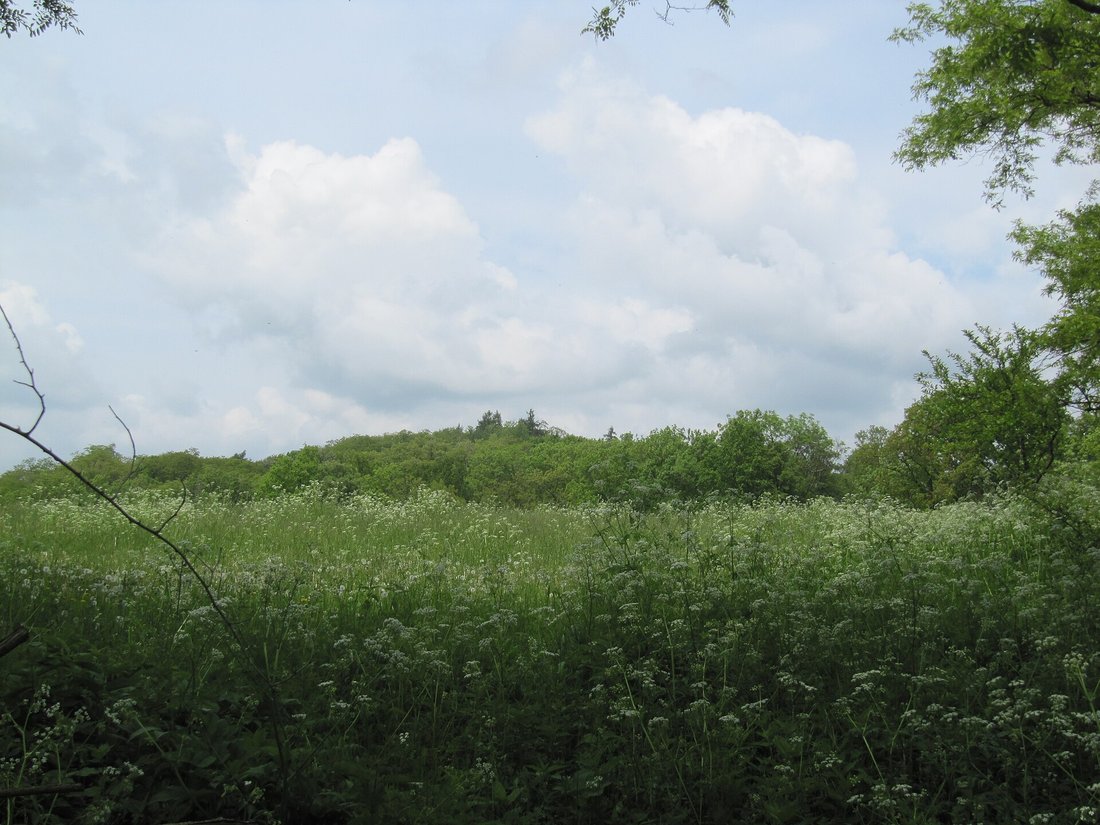 Bewachsenes Gelände des Burgwalls von Kouřim mit Wiese und Gehölz