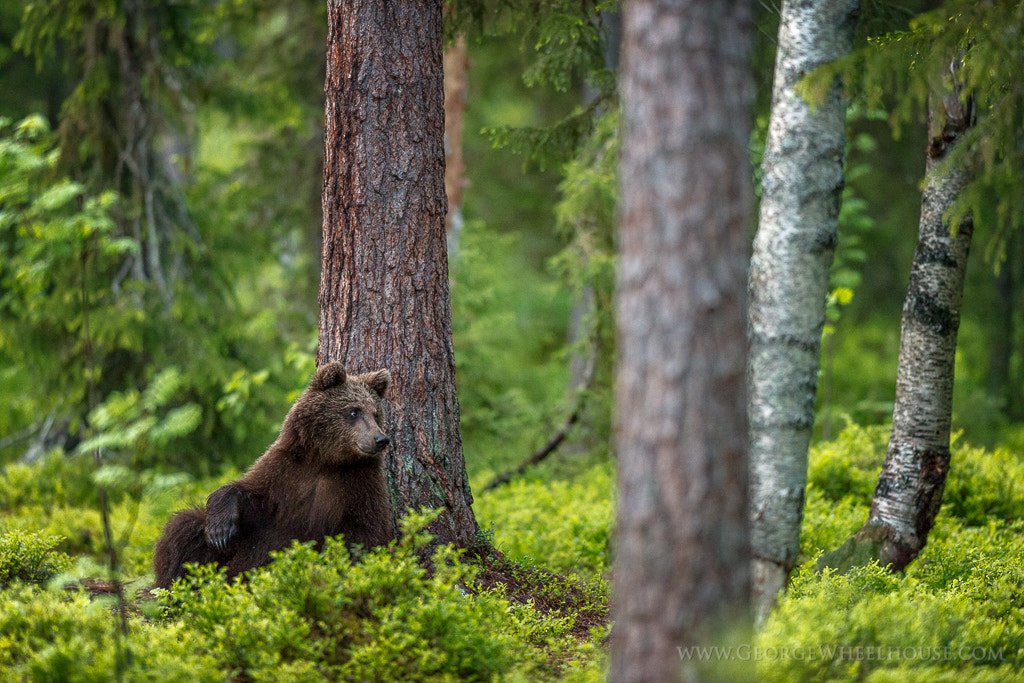 A brown bear in the northern forest — the bear stood for strength and wildness, yet a “berserker grave” with a bear pelt proves no shape-shifting.