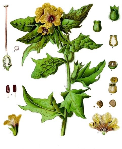 Black henbane (Hyoscyamus niger), plate from Koehler's Medicinal Plants.