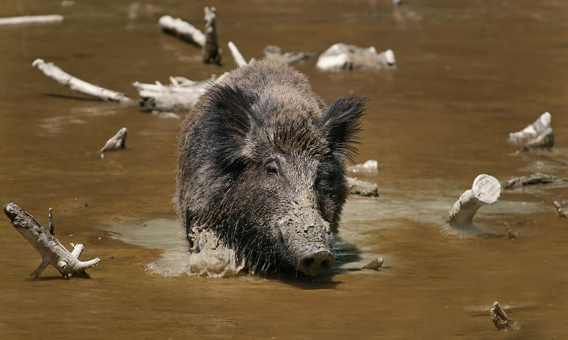 A wild boar in the marsh — the boar symbolised fertility and fighting power (Freyr’s Gullinbursti, Freyja’s Hildisvíni).