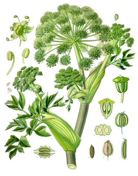 Angelica (Angelica archangelica), plate from Koehler's Medicinal Plants.