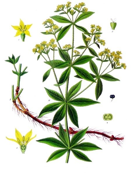 Krapp (Rubia tinctorum) — die Wurzel lieferte den wichtigsten roten Naturfarbstoff (aus Köhlers Medizinal-Pflanzen).