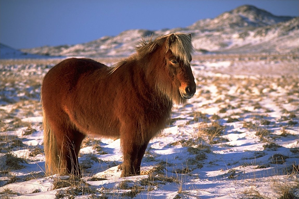 Islandpferd im Winter – Nachfahre der wikingerzeitlichen Pferde.