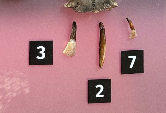 Durchbohrte Tierzähne als Schmuck der Schamanin von Bad Dürrenberg