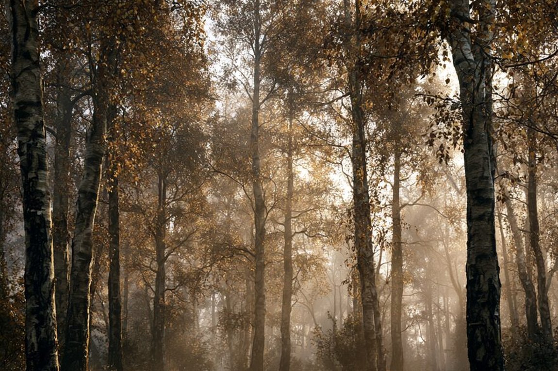 A dark, ancient grove in the mist